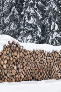 tree trunks stacked and ready for the sawmill, winter landscape, Paneveggio, Dolomites, Predazzo, Trentino, Italy tree trunks stacked and ready for the sawmill, winter landscape, Paneveggio, Dolomites, Predazzo, Trentino, Italy
